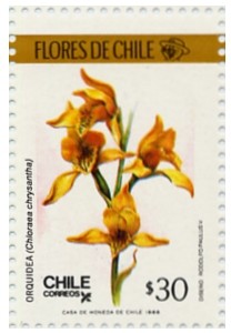 Colnect-661-824-Chloraea-chrysantha.jpg