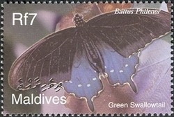 Colnect-961-896-Blue-Swallowtail-Battus-philenor.jpg