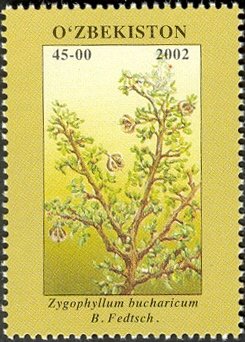 Colnect-4825-270-Zygophyllum-bucharicum-BFedtsch.jpg
