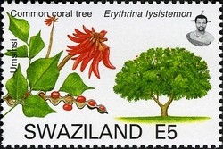 Colnect-1696-654-Common-Coral-Tree-Erythrina-lysistemon.jpg