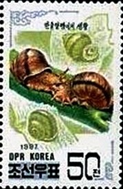 Colnect-2508-081-Snail-Fruticiola-lubuana.jpg