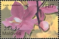 Colnect-961-879-Flora-of-the-Maldives---Laelia-Gouldiana.jpg
