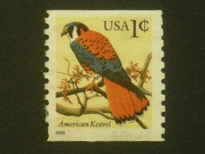 Colnect-321-163-American-Kestrel.jpg