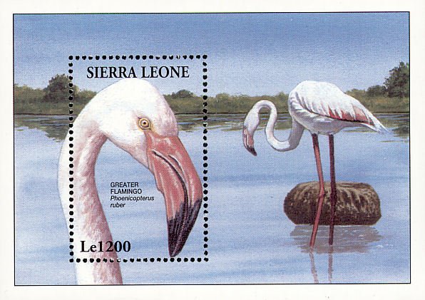 Colnect-1617-975-Greater-Flamingo-Phoenicopterus-roseus.jpg