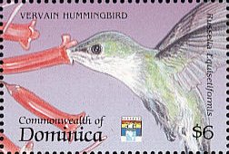 Colnect-3194-529-Vervain-Hummingbird-Mellisuga-minima.jpg