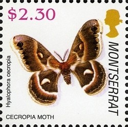 Colnect-1529-961-Cecropia-Moth-Hyalophora-cecropia.jpg