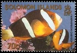 Orange-fin-Anemonefish-Amphiprion-chrysopterus.jpg