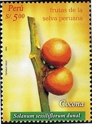 Colnect-1572-142-Solanum-sessiliflorum-dunal.jpg