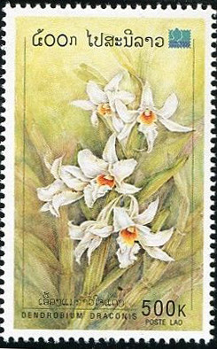Colnect-2032-499-Dendrobium-draconis.jpg