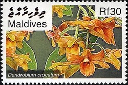 Colnect-2362-923-Dendrobium-crocatum.jpg