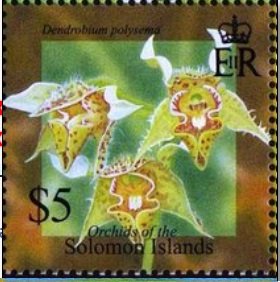 Colnect-5338-736-Dendrobium-polisema.jpg