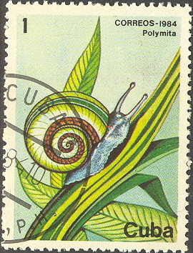 Colnect-679-257-Cuban-Land-Snail-Polymita-picta.jpg