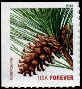 Colnect-1699-688-Ponderosa-Pine-Pinus-ponderosa-ATM-bklt.jpg