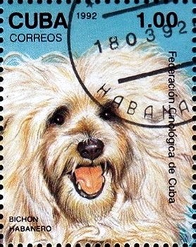 Colnect-2716-381-Bichon-Havanese-Canis-lupus-familiaris.jpg