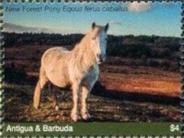Colnect-6446-176-New-Forest-Pony.jpg