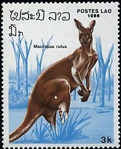 Colnect-748-725-Red-Kangaroo-Macropus-rufus.jpg