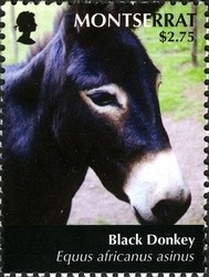 Colnect-1524-129-Black-Donkey-Equus-asinus-asinus.jpg