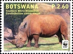 Colnect-1424-434-Southern-White-Rhinoceros-Ceratotherium-simum-simum-.jpg