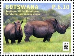 Colnect-1424-437-Southern-White-Rhinoceros-Ceratotherium-simum-simum.jpg