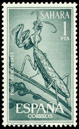 Colnect-1392-853-Thistle-Mantis-Blepharopsis-mendica.jpg