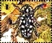 Colnect-2541-507-Longhorn-Beetle-Anoplophora-sp.jpg