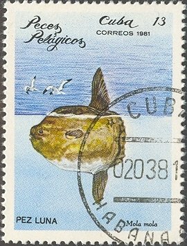 Colnect-666-449-Ocean-Sunfish-Mola-mola.jpg