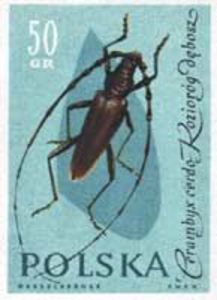 Colnect-450-701-Great-oak-capricorn-beetle.jpg