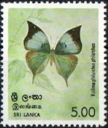 Colnect-862-168-Ceylon-Blue-Oakleaf-Kallima-philarchus.jpg