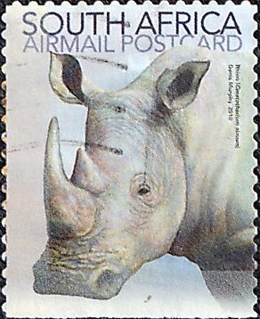 Colnect-2388-833-White-Rhinoceros-Ceratotherium-simum.jpg