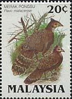 Colnect-2663-904-Malayan-Peacock-pheasant-Pavo-malacense.jpg