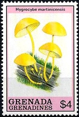Colnect-2932-867-Hygrocybe-martinicensis.jpg