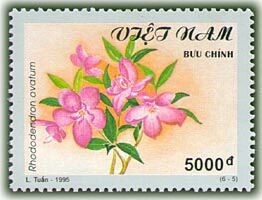 Colnect-1160-390-Rhododendron-ovatum.jpg