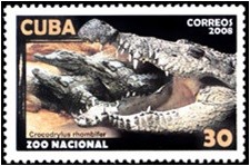 Colnect-1648-738-Cuban-Crocodile-Crocodylus-rhombifer.jpg