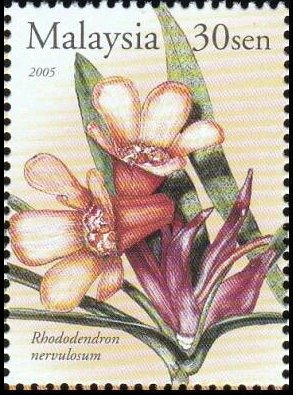 Colnect-3430-728-Rhododendron-nervulosum.jpg