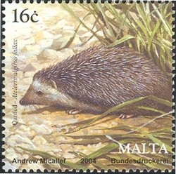 Colnect-657-543-Algerian-Hedgehog-Atelerix-algirus-ssp-fallax.jpg