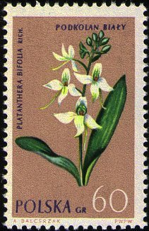 Colnect-2037-160-Platanthera-bifolia---Lesser-Butterfly-Orchid.jpg