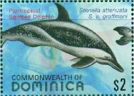 Colnect-3281-485-Pantropical-Spotted-Dolphin-Stenella-attenuata-ssp-graffma.jpg