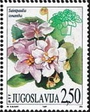 Colnect-883-752-African-violet-Saintpaulia-ionatha.jpg