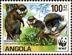 Colnect-1339-085-Red-tailed-Monkey-Cercopithecus-ascanius.jpg