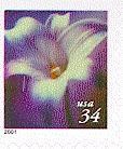 Colnect-201-597-longiflorum-lily.jpg