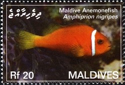 Colnect-2362-906-Maldive-Anemonefish-Amphiprion-nigripes.jpg