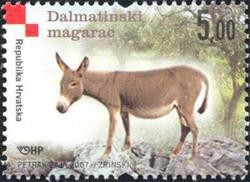 Colnect-389-987-Dalmatian-Donkey-Equus-asinus-asinus.jpg