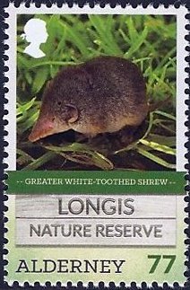 Colnect-3129-334-Greater-White-toothed-Shrew-Crocidura-russula.jpg