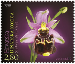 Colnect-2056-718-Ophrys-dinarica.jpg