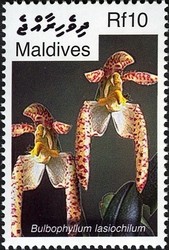 Colnect-2362-925-Bulbophyllum-lasiochilum.jpg