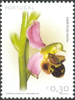 Colnect-568-031-Ophrys-apifera.jpg