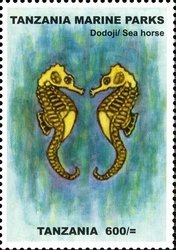 Colnect-1692-540-Seahorse-Hippocampus-sp.jpg