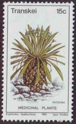 Colnect-1712-330-Euphorbia-bupleurifolia.jpg