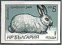 Colnect-1795-904-French-Silver-Rabbit-Oryctolagus-cuniculus-forma-domestica.jpg