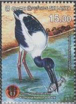 Colnect-3165-374-Black-necked-Stork-Ephippiorhynchus-asiaticus.jpg